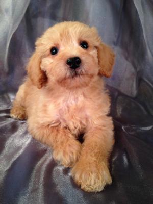 Male schnoodle Puppy for sale #18 Born Oct. 1, 2013  Schnoodle Puppies can fly to buyers or Breeders in California, Florida, Pennsylvania, North Carolina and More for only $150!